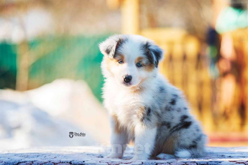 Собаки в Москве: Австралийская овчарка, щенок аусси Девочка, 150 000 руб. - фото 1