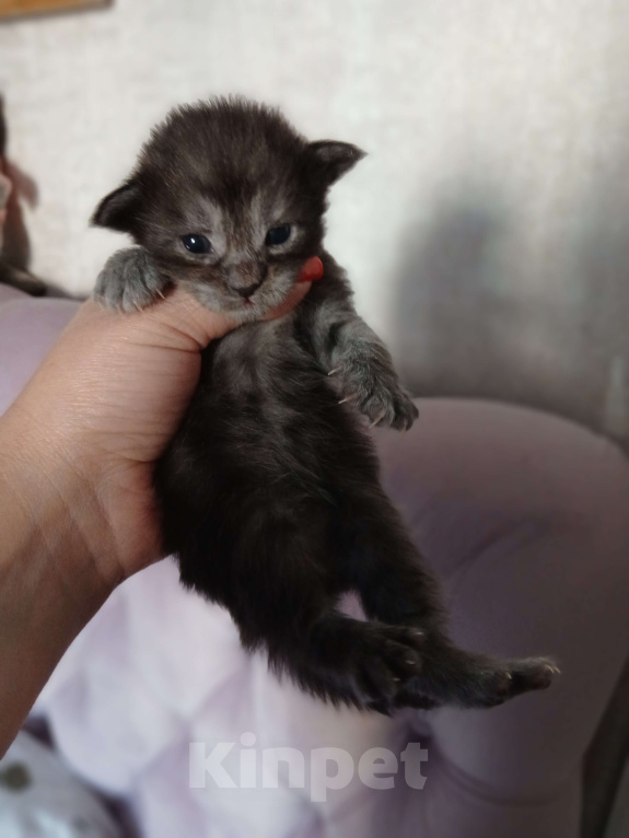 Кошки в Москве: Котята мейн-куны Разнополые, 50 000 руб. - фото 3