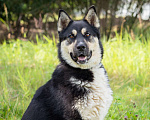 Собаки в Солнечногорске: Супер-пёс в поисках семьи! Мальчик, Бесплатно - фото 3