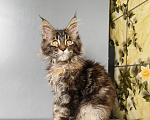 Кошки в Москве: Котёнок Мейн-кун Девочка Девочка, 50 000 руб. - фото 5