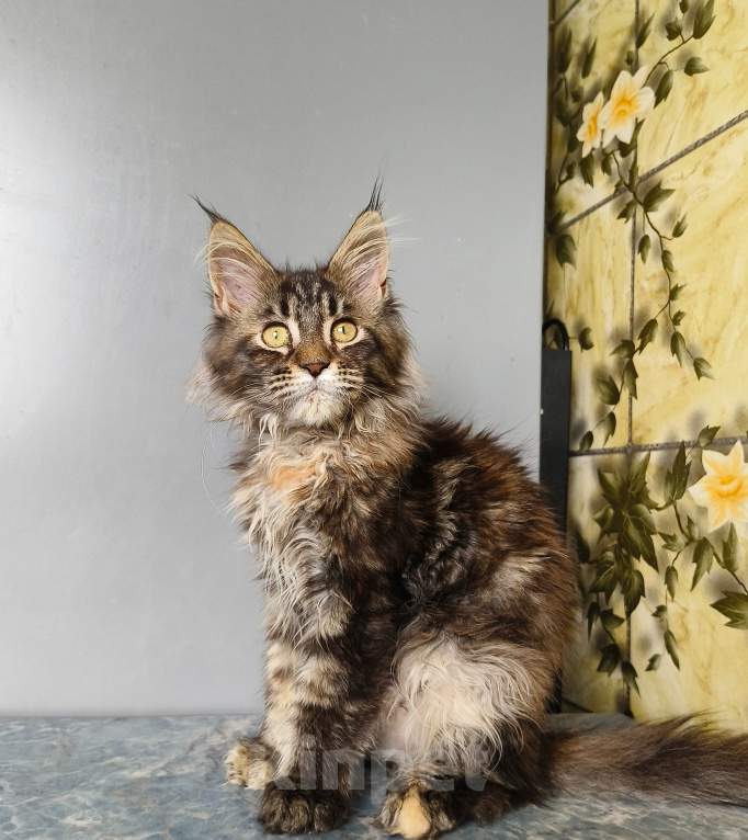 Кошки в Москве: Котёнок Мейн-кун Девочка Девочка, 50 000 руб. - фото 5