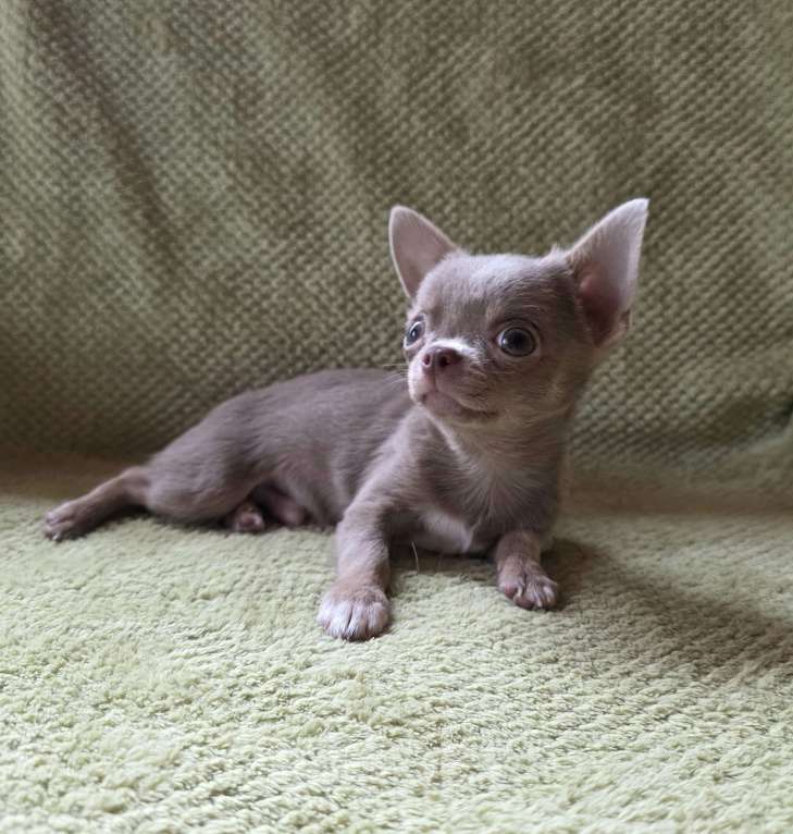 Собаки в других городах Московской области: Арамис Мальчик, 50 000 руб. - фото 2