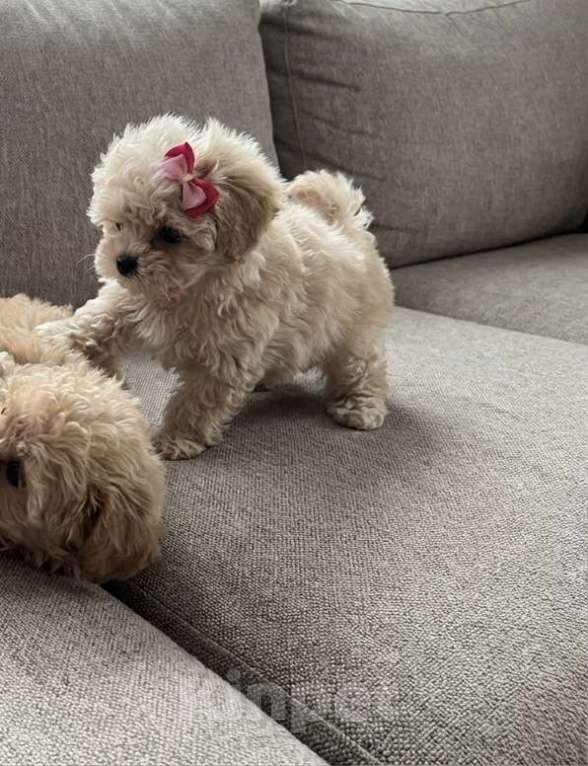 Собаки в Санкт-Петербурге: Мальтипу мини и микро Девочка, 99 000 руб. - фото 2