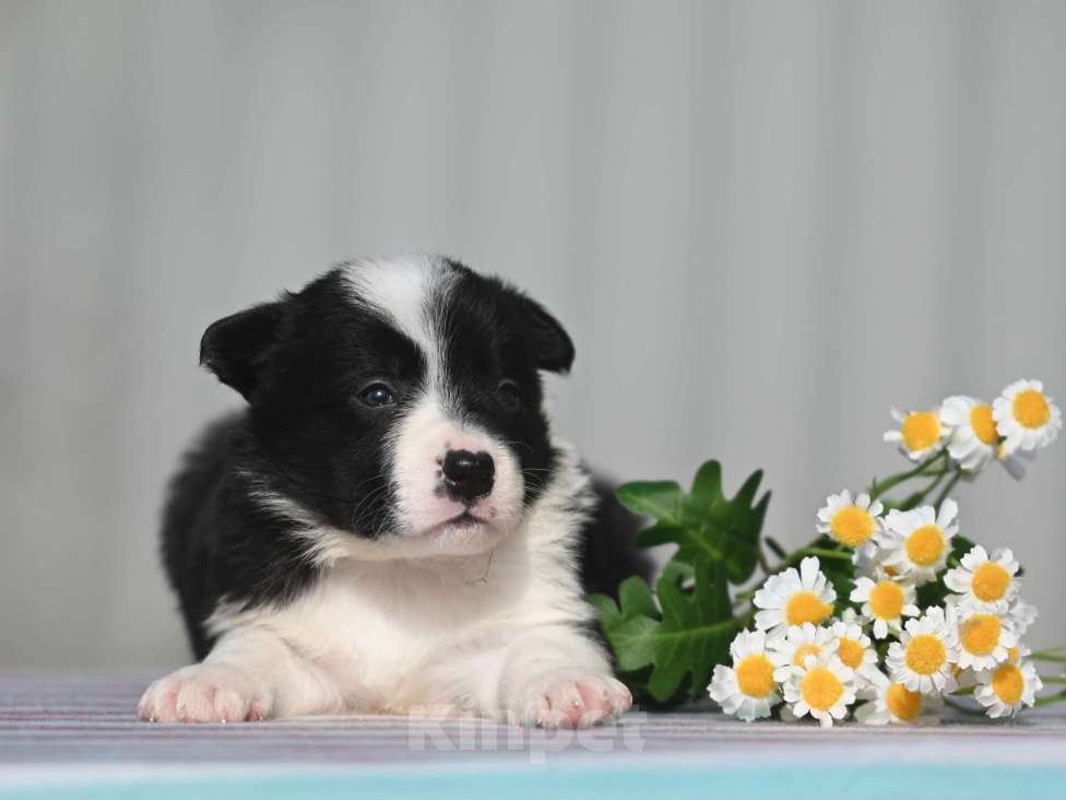 Собаки в Москве: Бордер-колли мальчик Мальчик, 45 000 руб. - фото 2