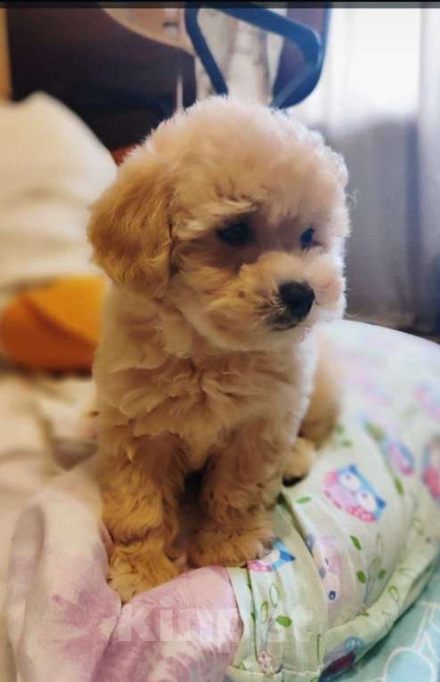 Собаки в Ярославле: Щенки мальтипу Девочка, 40 000 руб. - фото 2