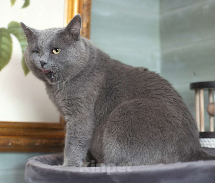 Кошки в Москве: Серебряный очень крупный кот Плюшик ищет дом Мальчик, 1 руб. - фото 2