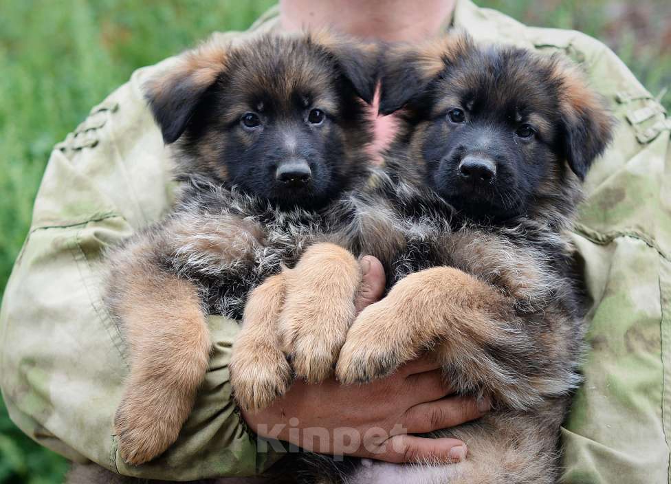 Собаки в Челябинске: В продаже щенки  немецкой овчарки, 20 000 руб. - фото 6