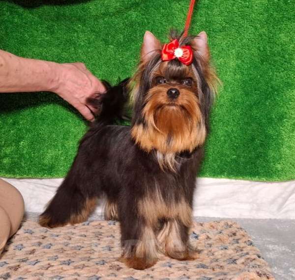 Собаки в Королеве: Йорк мальчик Мальчик, 40 000 руб. - фото 4