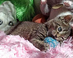 Кошки в Санкт-Петербурге: Котенок серый мальчик 1 мес Мальчик, 200 руб. - фото 1