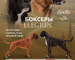 Собаки в других городах Московской области: Щенки боксера Разнополые, 60 000 руб. - фото 4