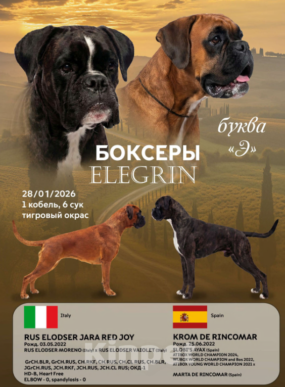 Собаки в других городах Московской области: Щенки боксера Разнополые, 60 000 руб. - фото 4