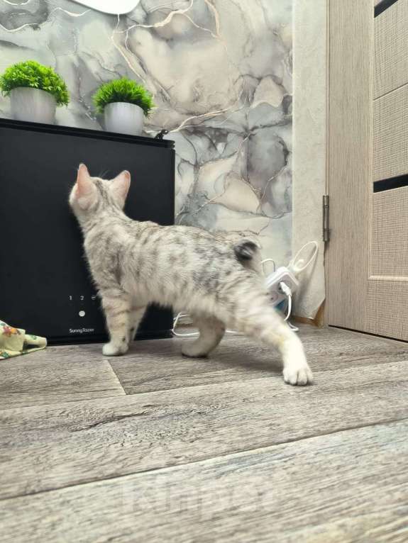 Кошки в Комсомольске-На-Амуре: Курильский бобтейл Мальчик, 30 000 руб. - фото 3