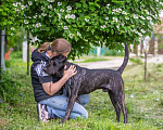 Собаки в Москве: Молодой кобель породы алано эспаньол Донни ищет дом Мальчик, Бесплатно - фото 8