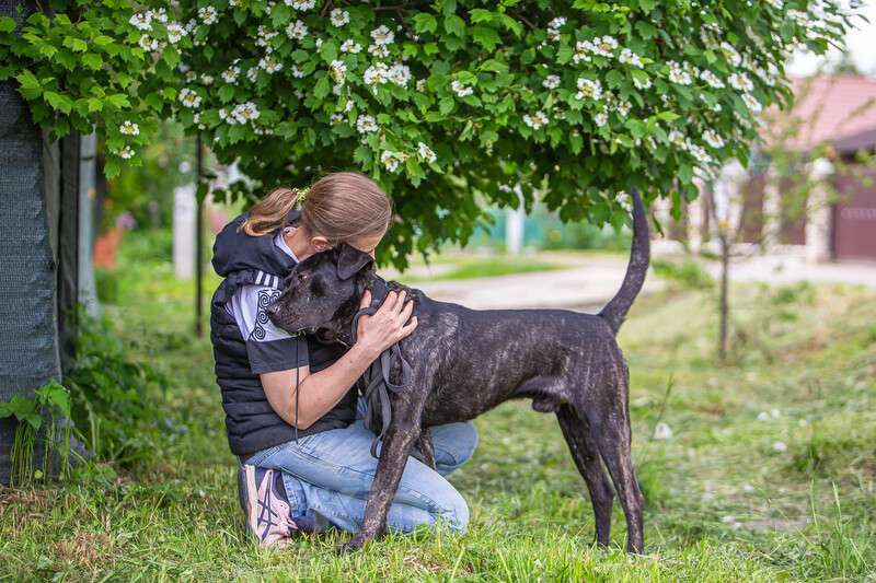 Собаки в Москве: Молодой кобель породы алано эспаньол Донни ищет дом Мальчик, Бесплатно - фото 8