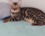 Кошки в Москве: Бенгальский кот Мальчик, Бесплатно - фото 3
