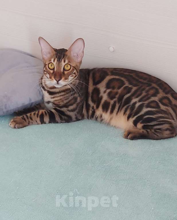 Кошки в Москве: Бенгальский кот Мальчик, Бесплатно - фото 3