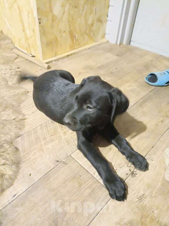 Собаки в других городах Московской области: Отдам метиса дратхаара в добрые руки Мальчик, Бесплатно - фото 5