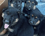 Собаки в Москве: Щенки немецкой овчарки Разнополые, 10 000 руб. - фото 2