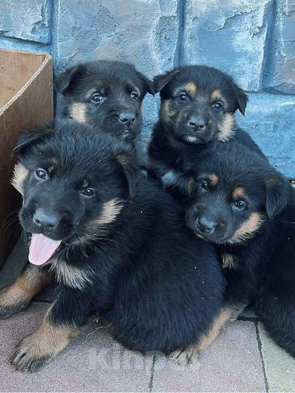 Собаки в Москве: Щенки немецкой овчарки Разнополые, 10 000 руб. - фото 2