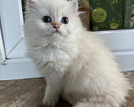 Кошки в Саке: Кошечка!!! Девочка, 25 000 руб. - фото 2