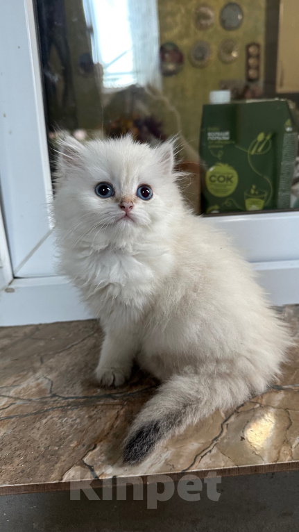 Кошки в Саке: Кошечка!!! Девочка, 25 000 руб. - фото 2