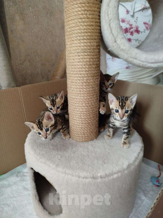 Кошки в Ростове-на-Дону: Бенгальские котята Мальчик, 17 000 руб. - фото 8