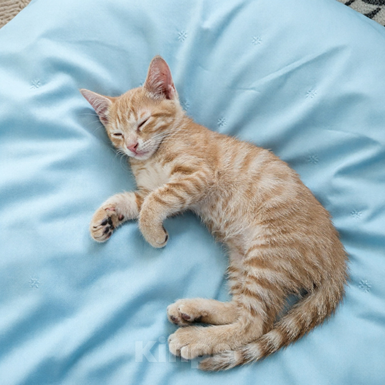 Кошки в Санкт-Петербурге: Котята 3 месяца Мальчик, Бесплатно - фото 7