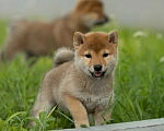 Собаки в Новосибирске: Щенок Сиба Ину Девочка, 60 000 руб. - фото 1