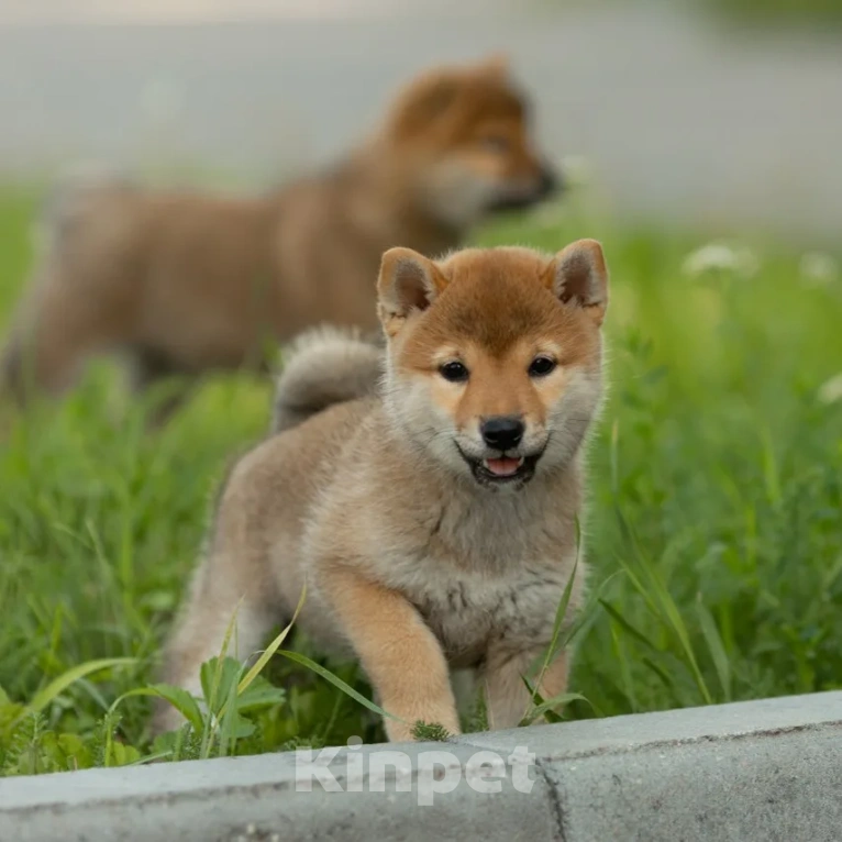Собаки в Новосибирске: Щенок Сиба Ину Девочка, 60 000 руб. - фото 1