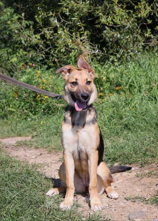 Собаки в Москве: Щенок 5 месяцев Ромашка в добрые руки  Девочка, Бесплатно - фото 2