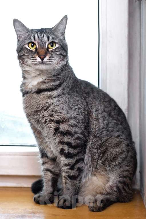 Кошки в Москве: Полосатый ласковый кот Шпрот в добрые руки Мальчик, 1 руб. - фото 7