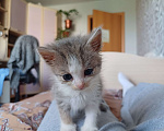 Кошки в Ижевске: Котёнок в добрые руки Девочка, Бесплатно - фото 2