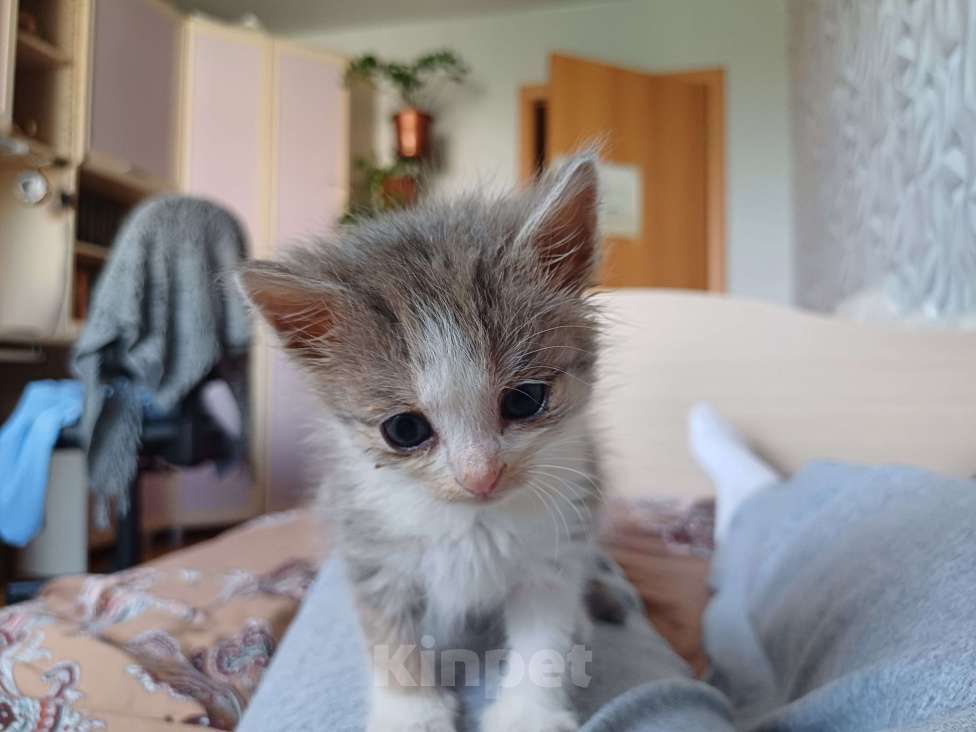 Кошки в Ижевске: Котёнок в добрые руки Девочка, Бесплатно - фото 2