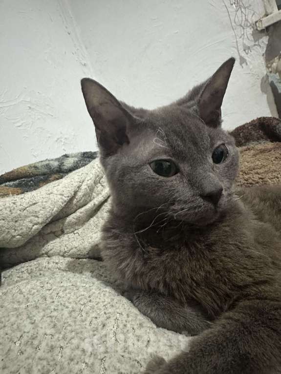 Кошки в Красноярске: Русская голубая кошка в добрые руки Девочка, Бесплатно - фото 1