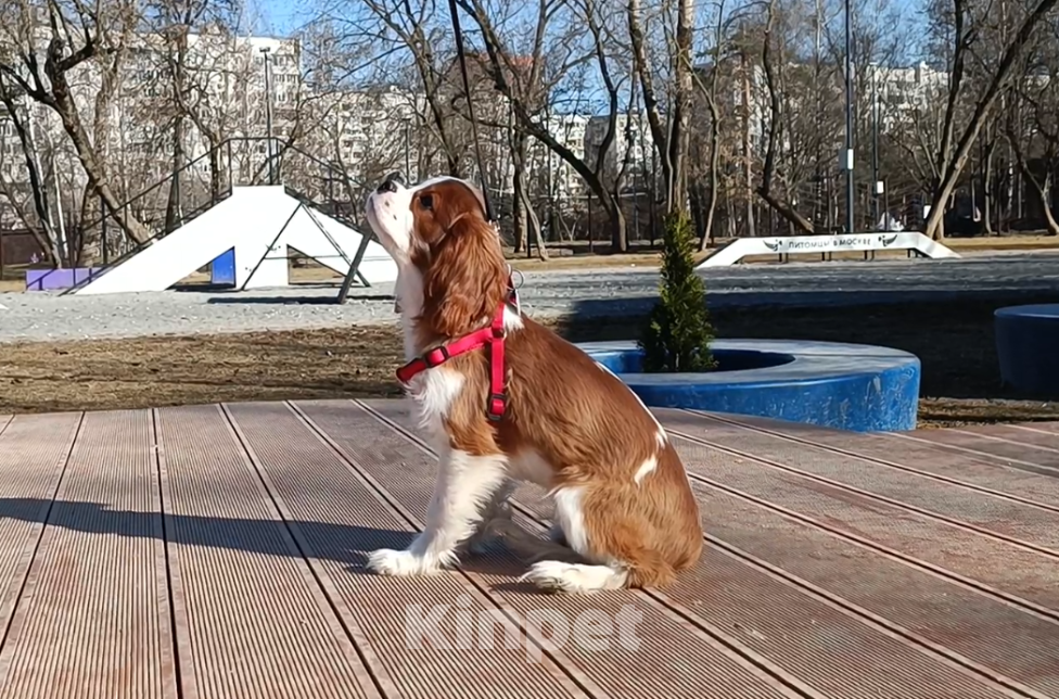 Собаки в Москве: Мальчик Кавалер Кинг Чарльз спаниель Мальчик, 80 000 руб. - фото 2