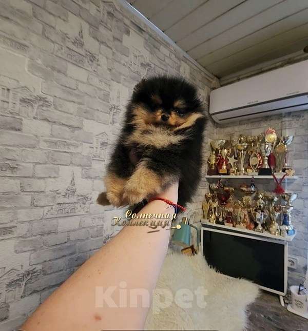 Собаки в Москве: Мини девочка померанского шпица РКФ Девочка, Бесплатно - фото 2