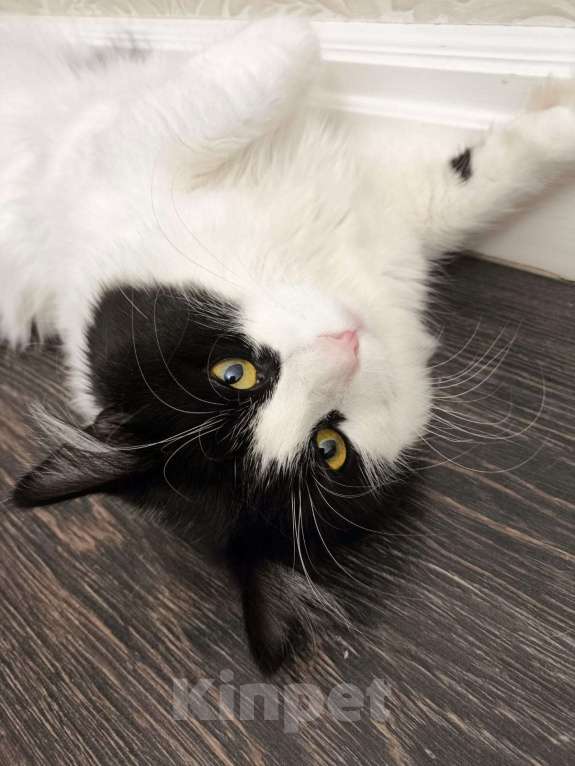 Кошки в Санкт-Петербурге: Вязка домашнего кота Мальчик, 100 руб. - фото 2