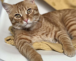 Кошки в Крымске: Пропал рыжий кот  Мальчик, 5 000 руб. - фото 2
