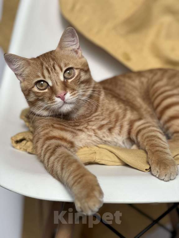 Кошки в Крымске: Пропал рыжий кот  Мальчик, 5 000 руб. - фото 2