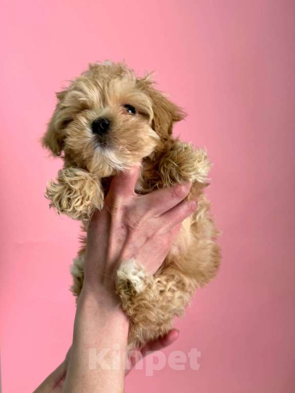 Собаки в Новосибирске: Мальти-пу f1 Девочка, 100 000 руб. - фото 4