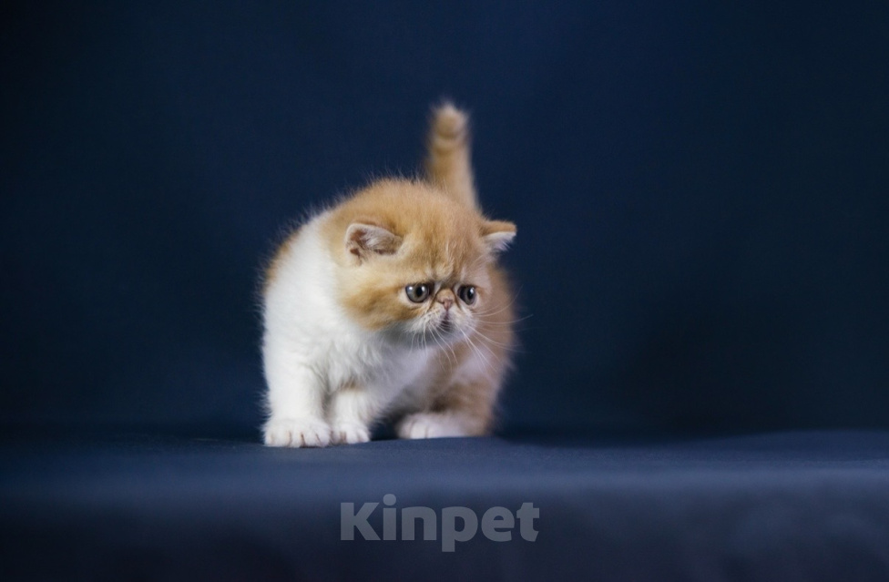 Кошки в Москве: Котенок экзот Мальчик, 60 000 руб. - фото 2