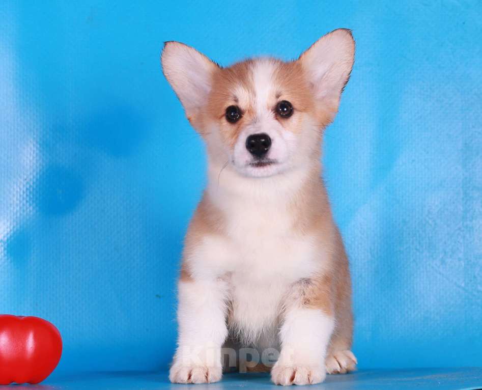 Собаки в Москве: вельш корги пемброк щенки Девочка, 80 000 руб. - фото 4