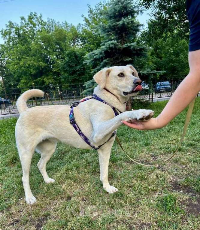 Собаки в Москве: Жанна белый лабрадор срочно ищет дом Девочка, Бесплатно - фото 6