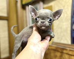 Собаки в Ростове-на-Дону: Девочка лиловая чихуахуа Девочка, 50 000 руб. - фото 1