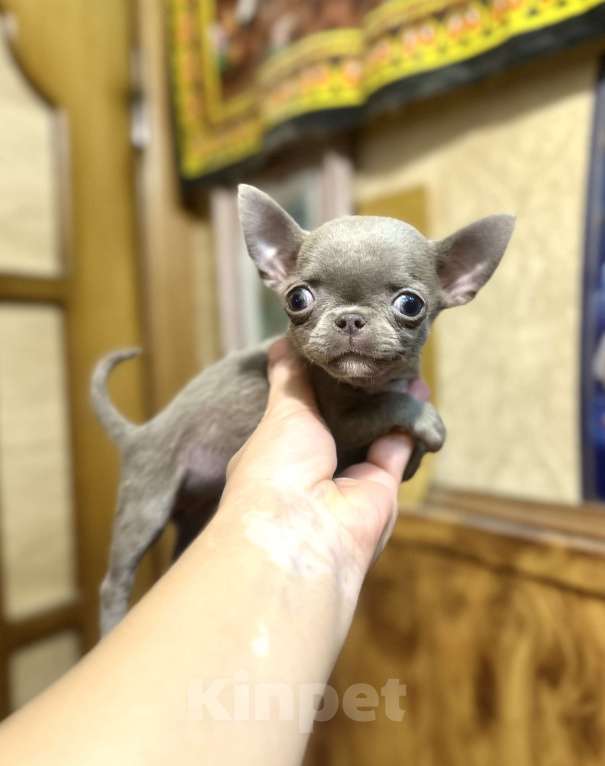 Собаки в Ростове-на-Дону: Девочка лиловая чихуахуа Девочка, 50 000 руб. - фото 1