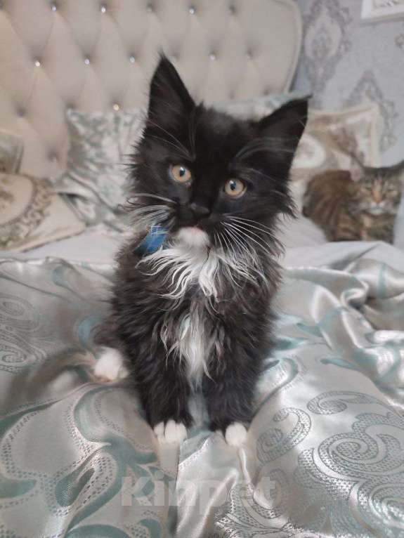 Кошки в Смоленске: котята мейн кун Мальчик, 10 000 руб. - фото 1
