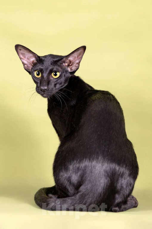 Кошки в Томске: Ориентальная кошечка Девочка, 50 000 руб. - фото 1