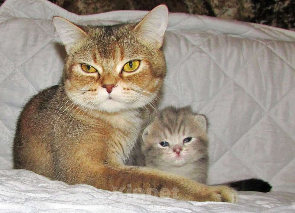 Кошки в Санкт-Петербурге: для раннего бронирования кошечка Девочка, 30 000 руб. - фото 1