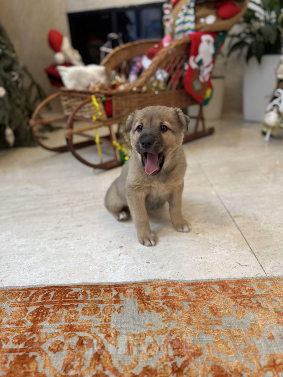 Собаки в Москве: Сири  Девочка, Бесплатно - фото 3