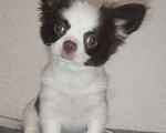 Собаки в Видном: Щенки чихуахуа Девочка, 30 000 руб. - фото 7
